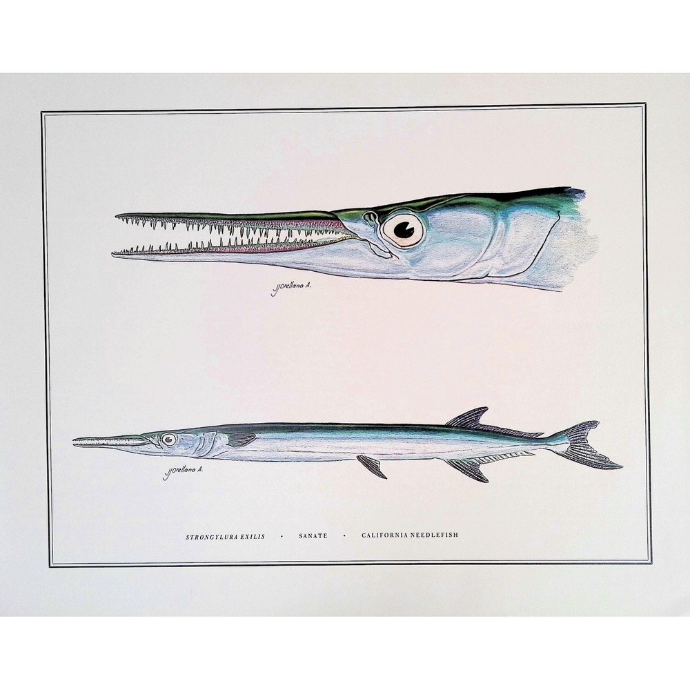 1985 California Needlefish Fish Art Print J Orellana Vintage Book Plate 11x14